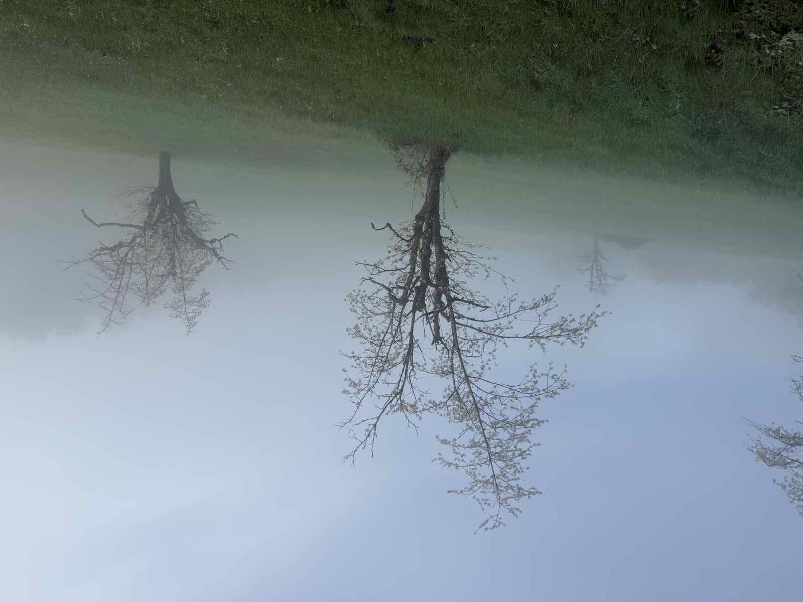 Blühender Baum im Morgennebel auf einer Wiese